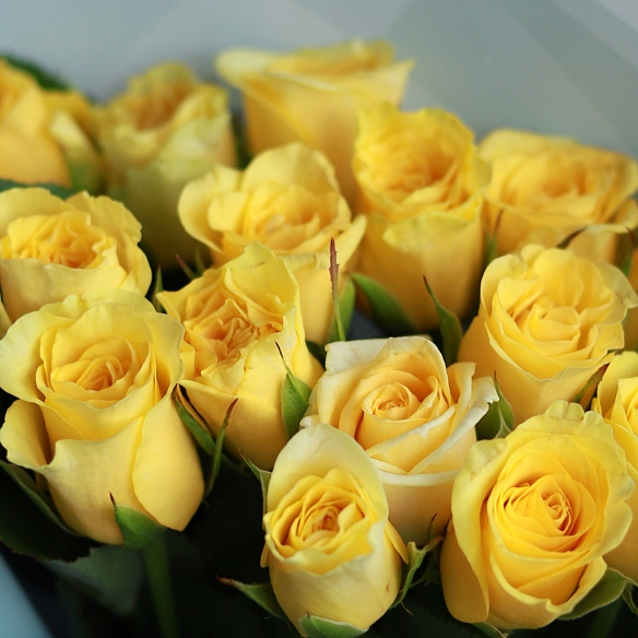 15 желтых роз 35-40см в упаковке (Россия)