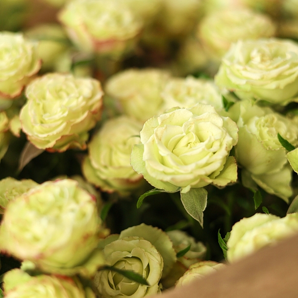 9 желтых кустовых роз в упаковке (Кения)