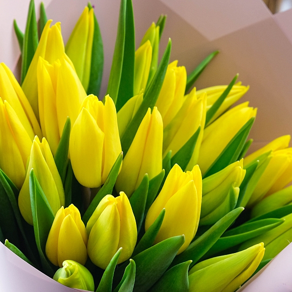 25 желтых тюльпанов в упаковке