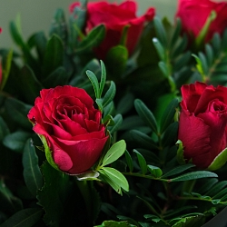 5 красных роз с фисташкой