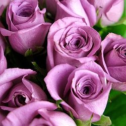 15 фиолетовых роз 35-40см (Кения)