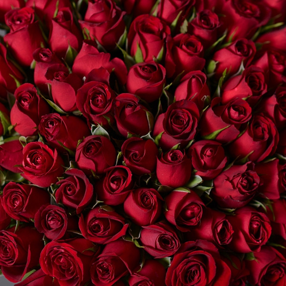 101 красная роза 35-40см (Кения)