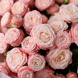 21 розовая кустовая роза в упаковке (Россия)
