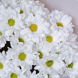 5 белых кустовых хризантем в упаковке