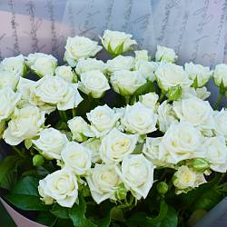 15 белых кустовых роз в упаковке (Кения)