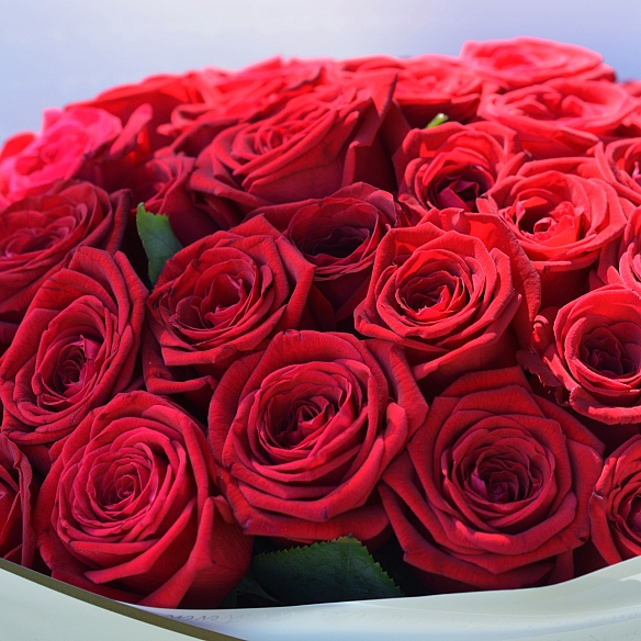 51 красная роза 35-40см в упаковке (Россия)