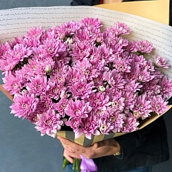 15 розовых кустовых хризантем в упаковке