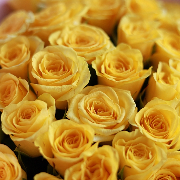 51 желтая роза 35-40см в упаковке (Россия)