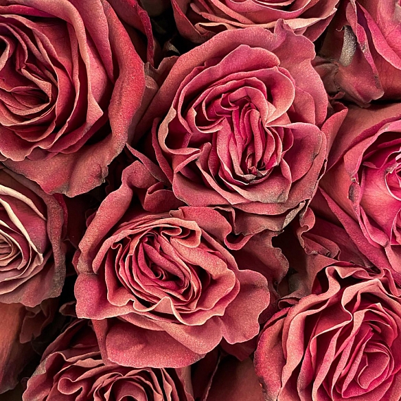 Поштучно - Розы Vintage Pink