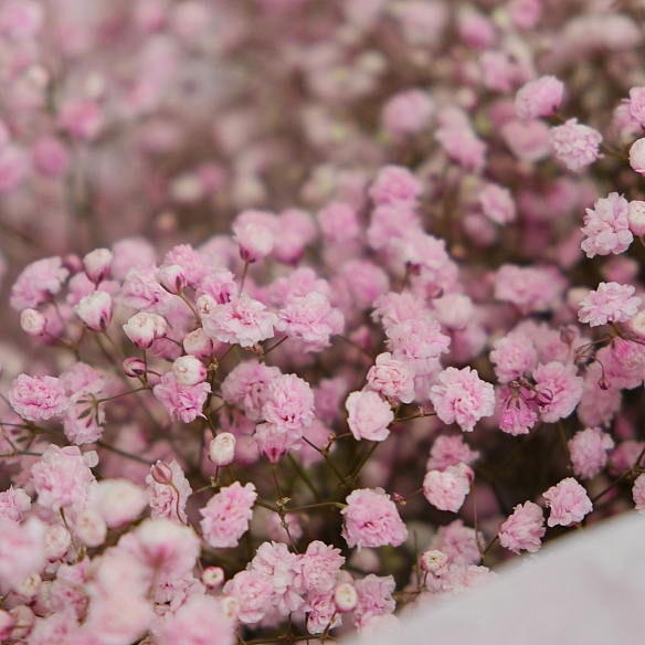 15 розовых гипсофил в упаковке