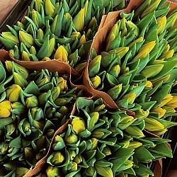 Охапка желтых тюльпанов (50шт)