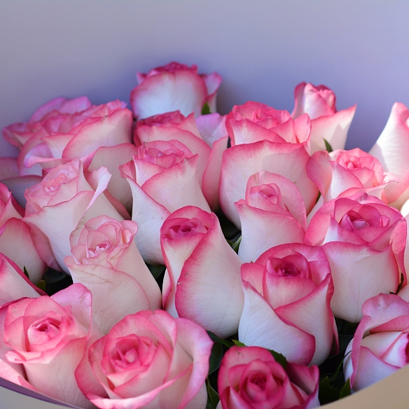 25 бело-розовых роз 35-40см в упаковке (Россия)