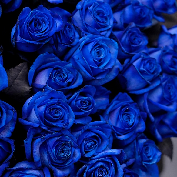 Поштучно - синяя роза - эквадор
