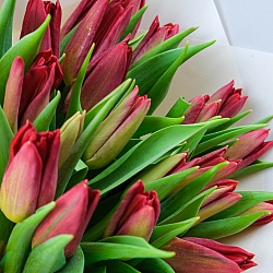 15 красных тюльпанов в упаковке