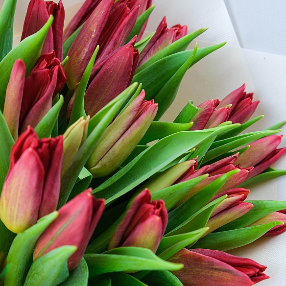 15 красных тюльпанов в упаковке