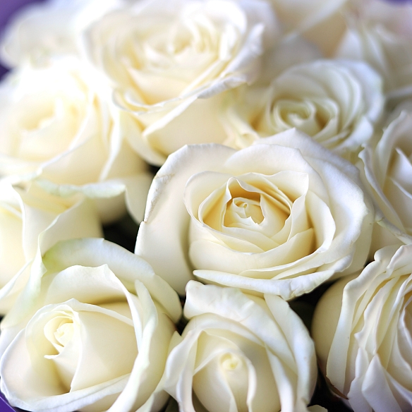 25 белых роз 50см (Россия)