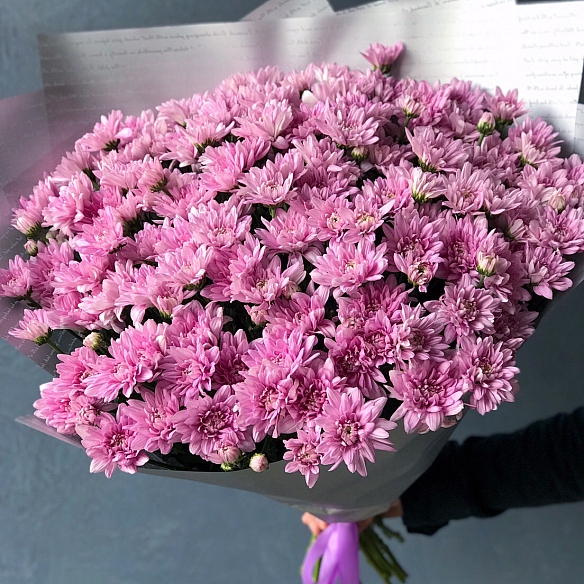 25 розовых кустовых хризантем в упаковке