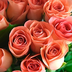 15 оранжевых роз 35-40см (Кения)