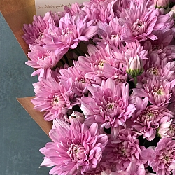 15 розовых кустовых хризантем в упаковке