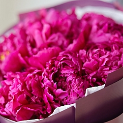 9 бордовых пионов в упаковке (Россия)