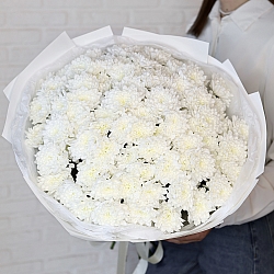 25 белых кустовых хризантем в упаковке