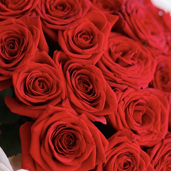25 красных роз 40см в упаковке (Россия)