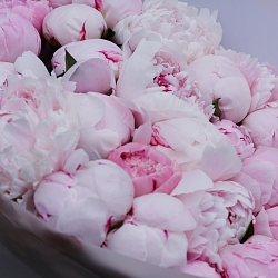 25 розовых пионов Сара Бернар (Голландия)