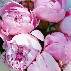7 розовых пионов Сара Бернар (Голландия)