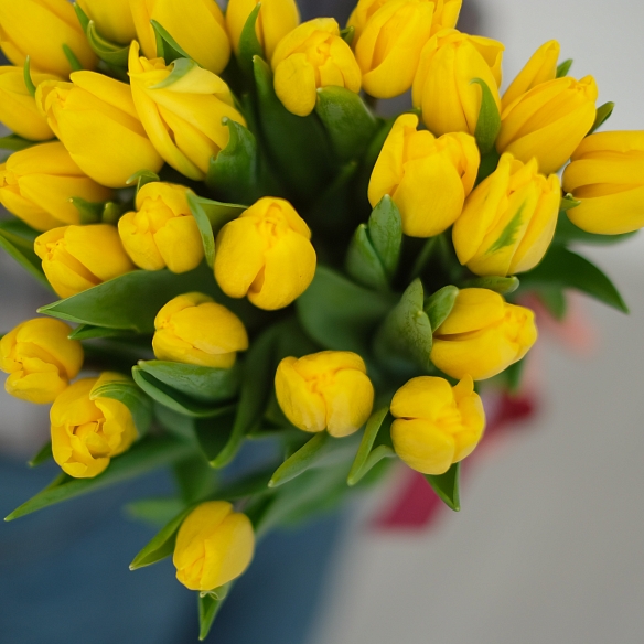 25 желтых тюльпанов