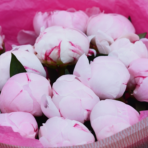 15 розовых пионов Сара Бернар (Голландия)