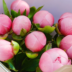 9 розовых пионов в упаковке (Голландия)