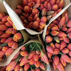 Охапка красно-желтых тюльпанов (50шт)