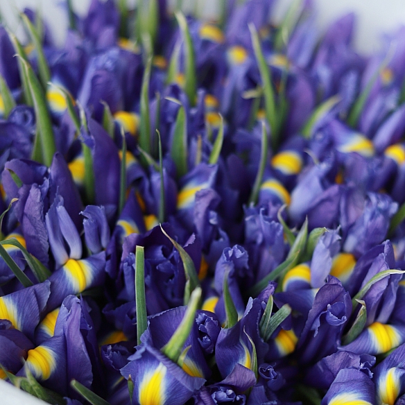 51 ирис в упаковке