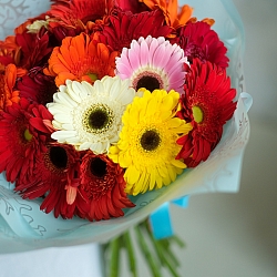 25 гербер в упаковке