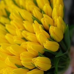 101 желтый тюльпан